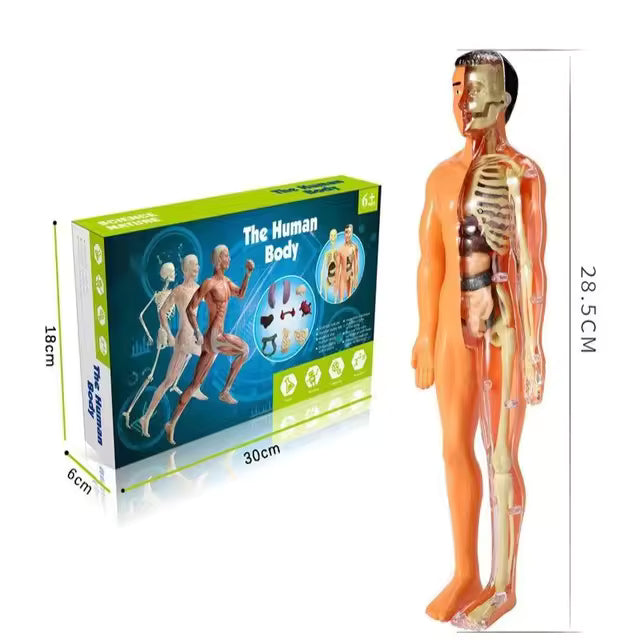 BodyQuest® - Læringsmodel af menneskekroppen til børn