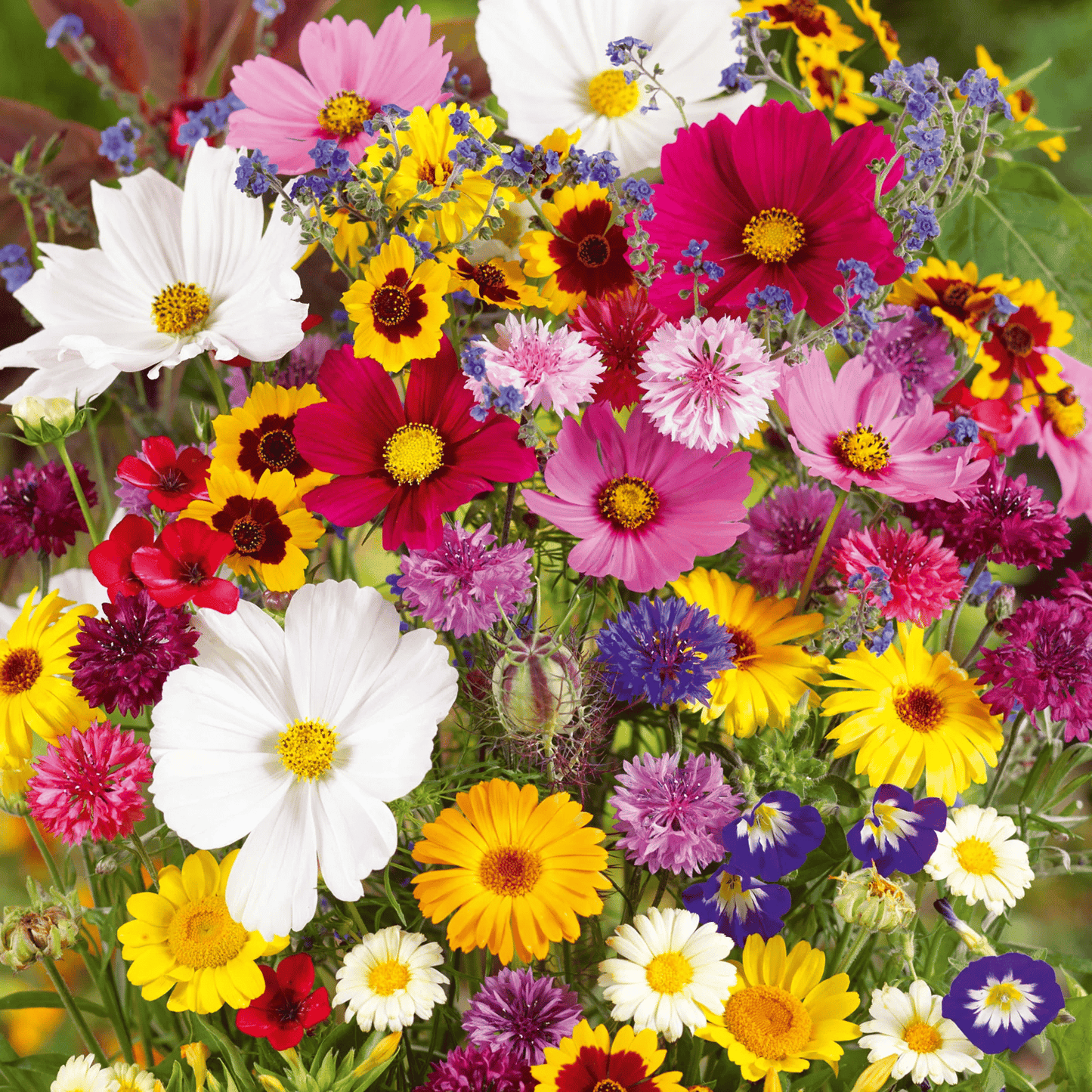 NordicBloom™ – Farverigt Blomstermix med over 60 Sorter (1000 stk.)