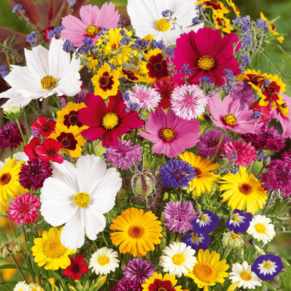 NordicBloom™ – Farverigt Blomstermix med over 60 Sorter (1000 stk.)