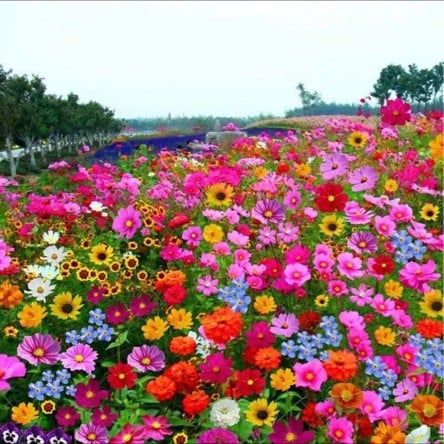 NordicBloom™ – Farverigt Blomstermix med over 60 Sorter (1000 stk.)