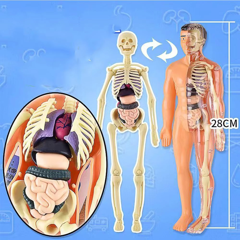 BodyQuest® - Læringsmodel af menneskekroppen til børn