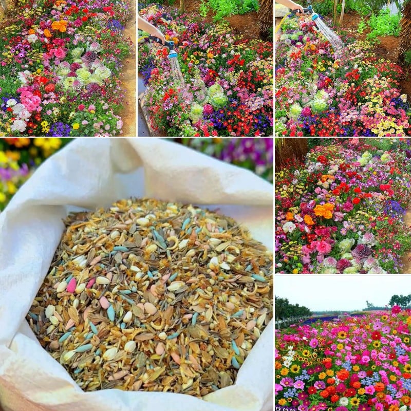 NordicBloom™ – Farverigt Blomstermix med over 60 Sorter (1000 stk.)