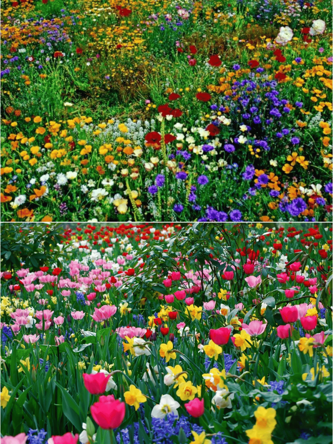 NordicBloom™ – Farverigt Blomstermix med over 60 Sorter (1000 stk.)
