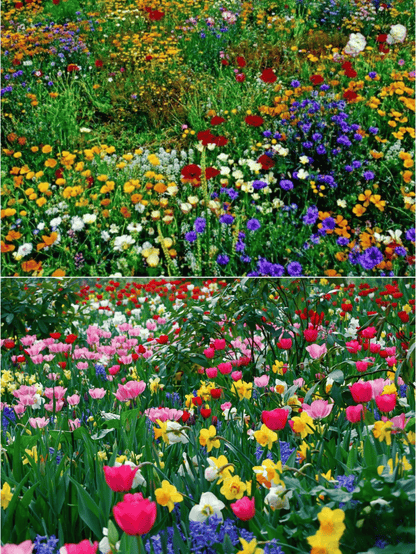 NordicBloom™ – Farverigt Blomstermix med over 60 Sorter (1000 stk.)