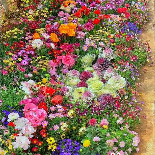 NordicBloom™ – Farverigt Blomstermix med over 60 Sorter (1000 stk.)