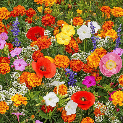 NordicBloom™ – Farverigt Blomstermix med over 60 Sorter (1000 stk.)